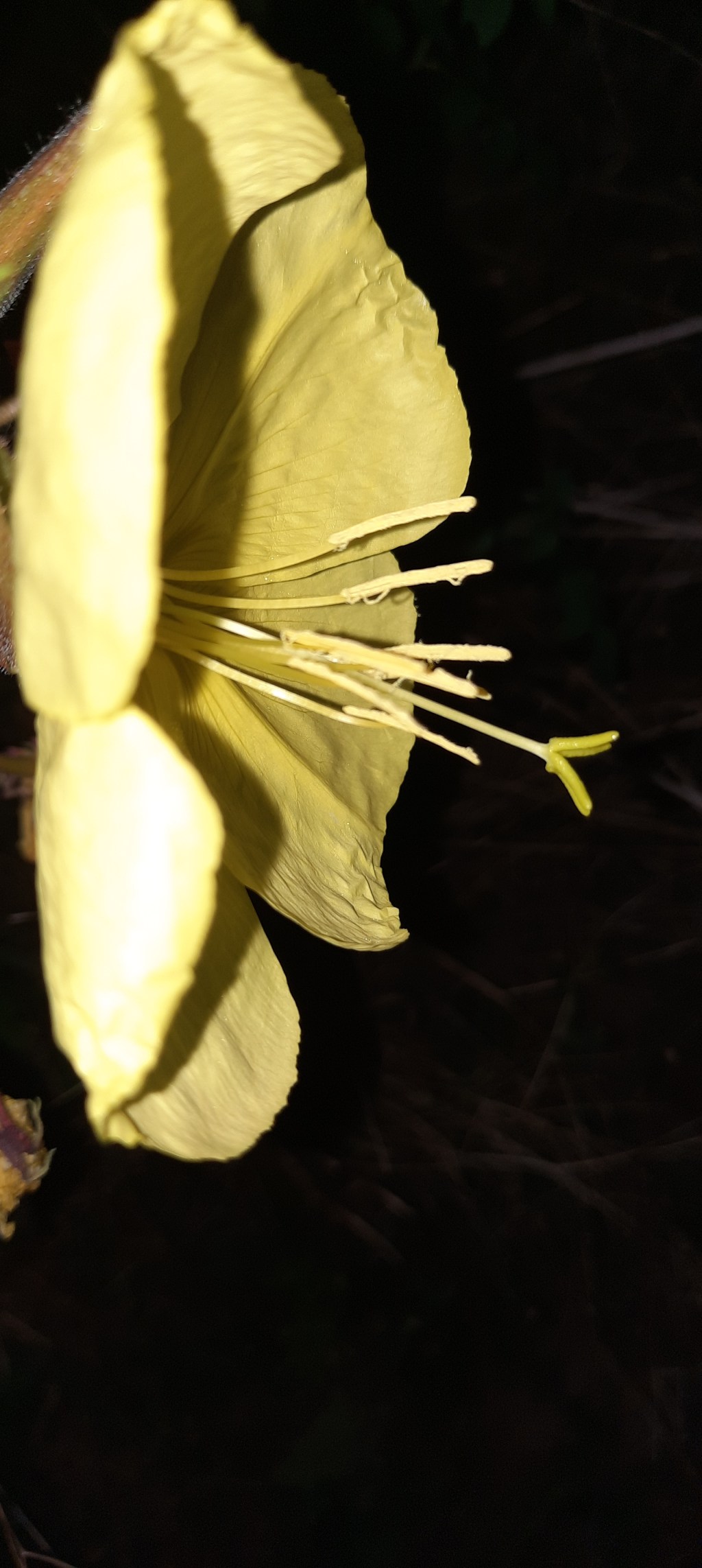 Blüte einer Nachtkerze