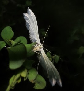 Federgeistchen in der Wiese