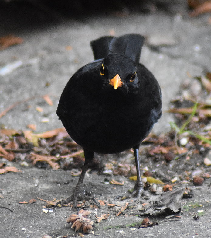 Amsel