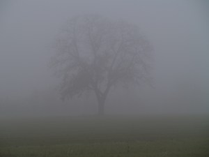 Baum im Nebel