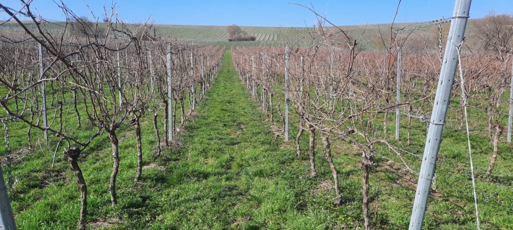 Weinbergsfläche