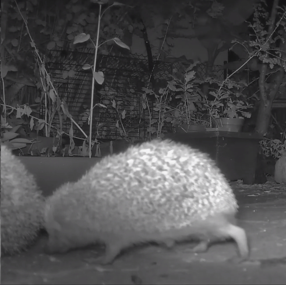 Igel