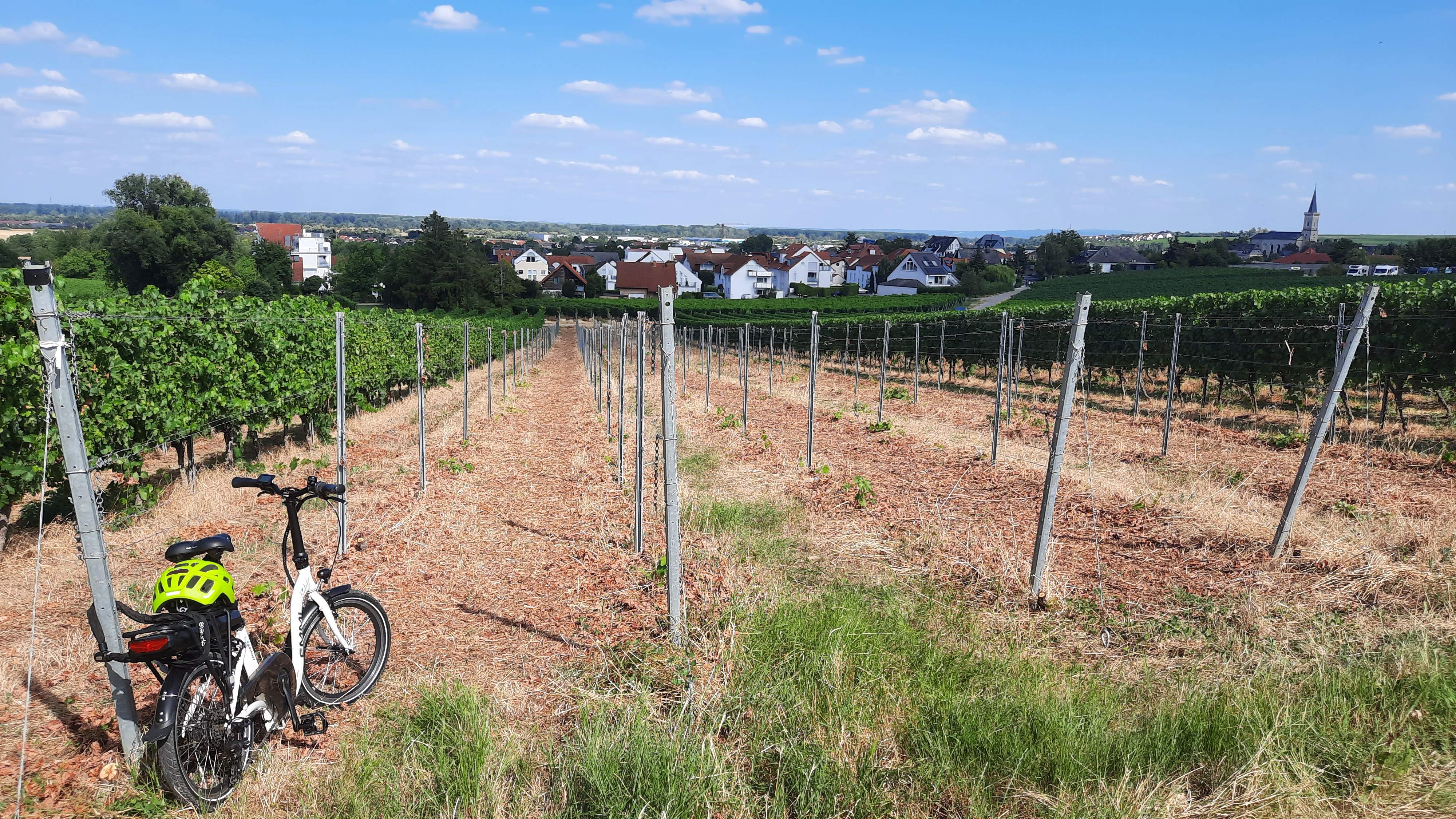 Rodung am Burgweg
