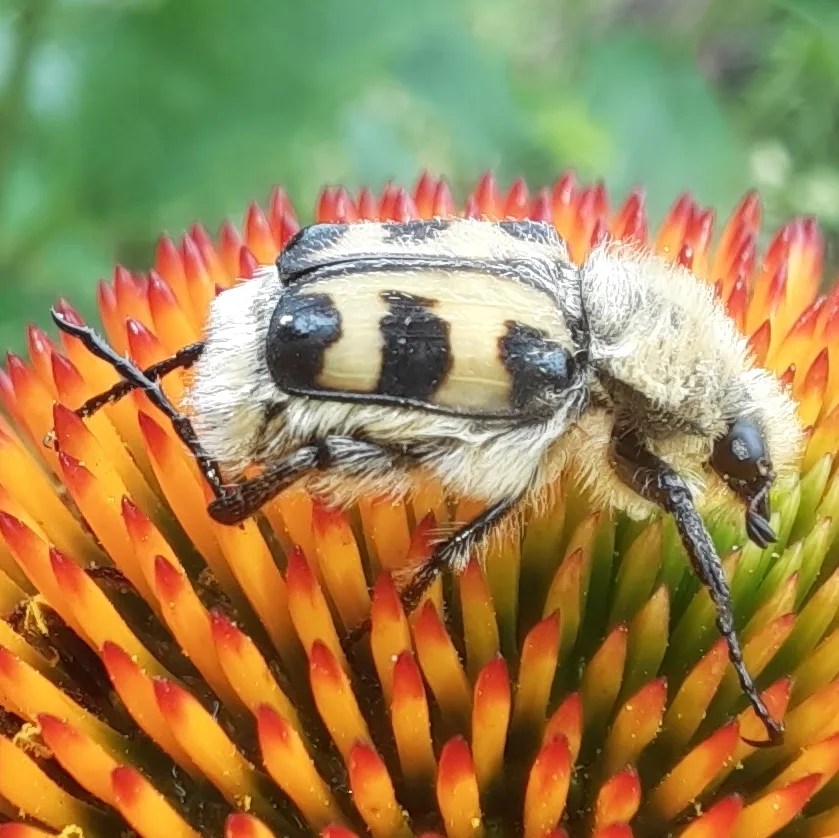 Pinselkäfer